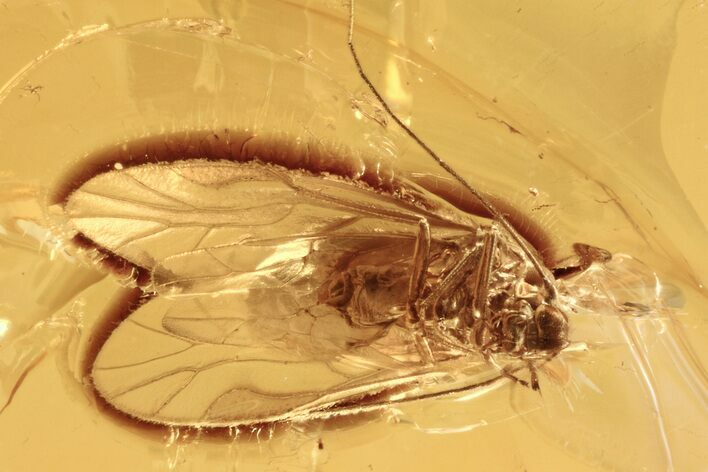 Detailed Fossil Barklouse (Psocoptera) In Baltic Amber #273306